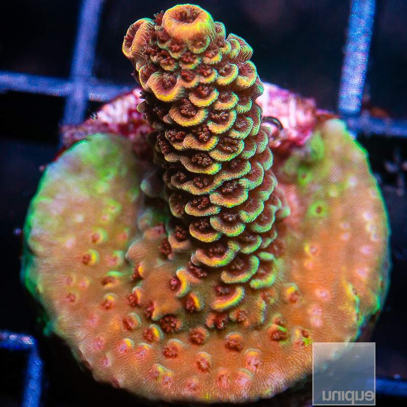 Rainbow Millepora 129 75.JPG