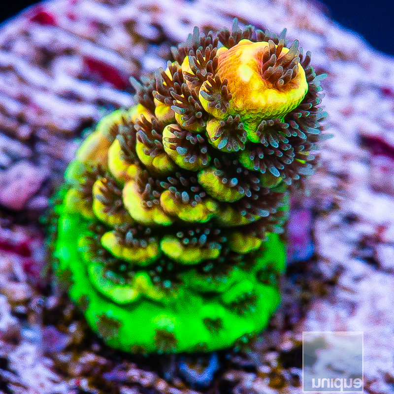 Rainbow Millepora with Potential 299 160.JPG