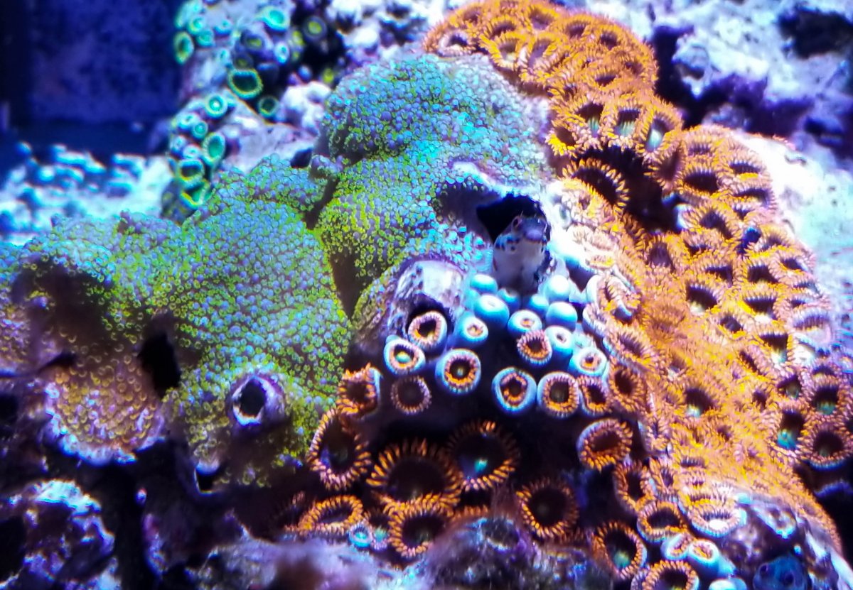 Rainbow monti-barnacle (1 of 1).jpg