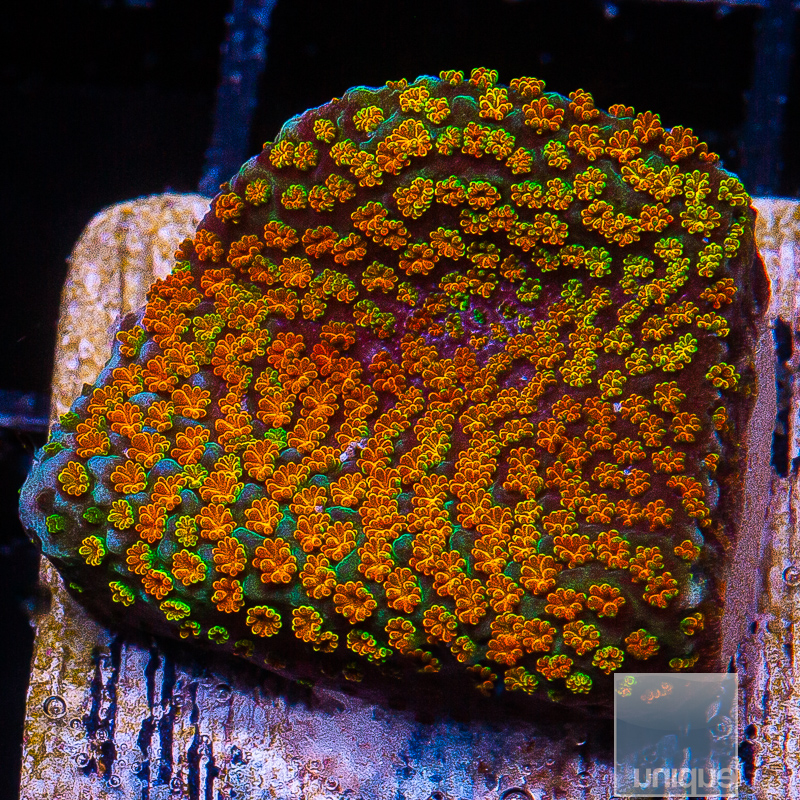 Rainbow Montipora 34 10.JPG