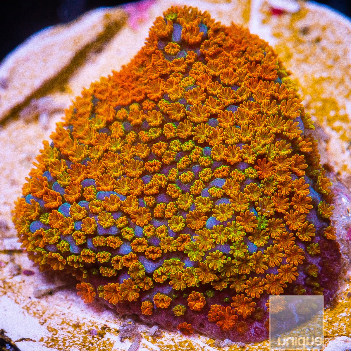 Rainbow Montipora 34 10.JPG