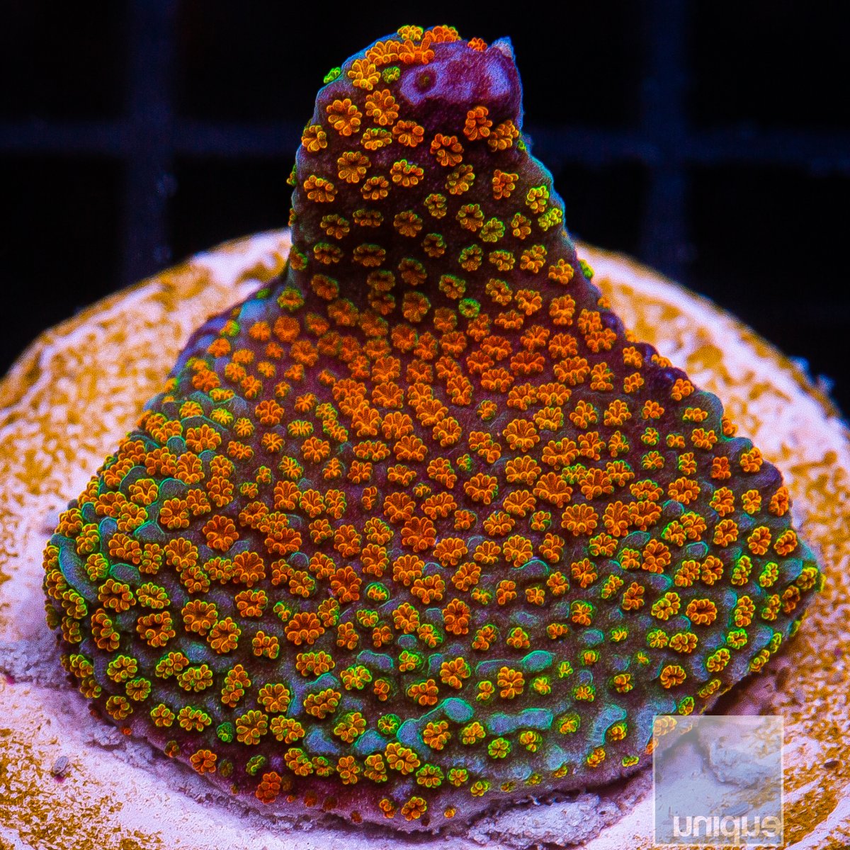 Rainbow Montipora 34 10.JPG