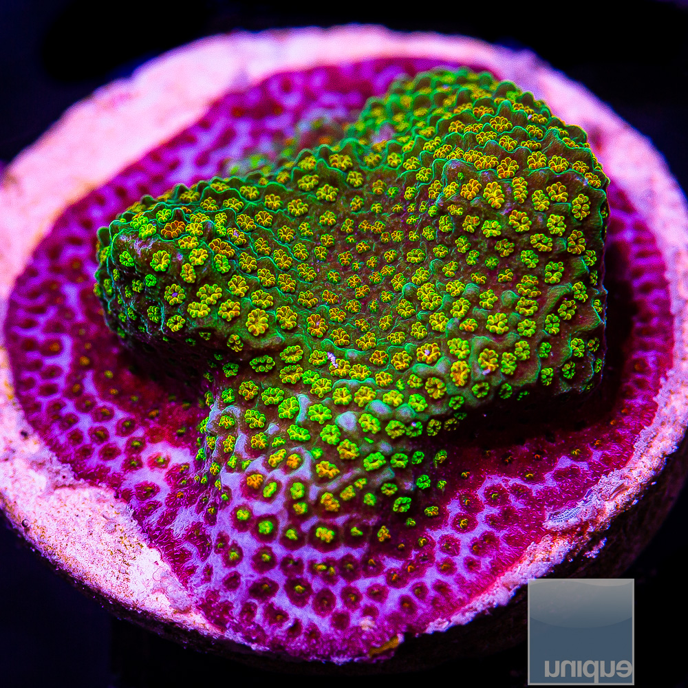 Rainbow Montipora 34 10.JPG