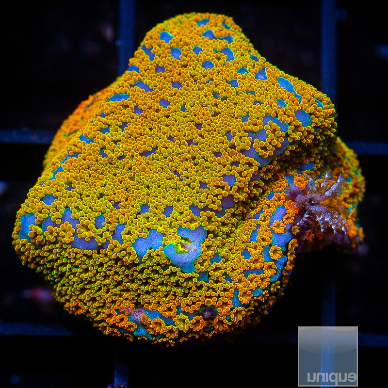 Rainbow Montipora 39 21.JPG