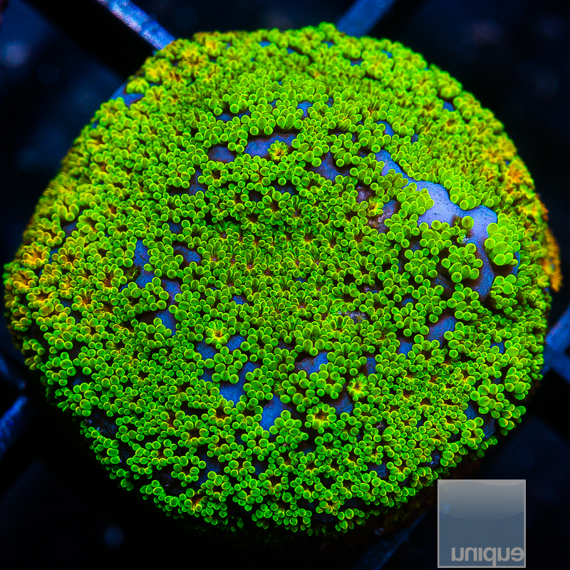 Rainbow Montipora 39 25.JPG