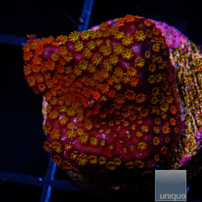 Rainbow Montipora 44 10.JPG