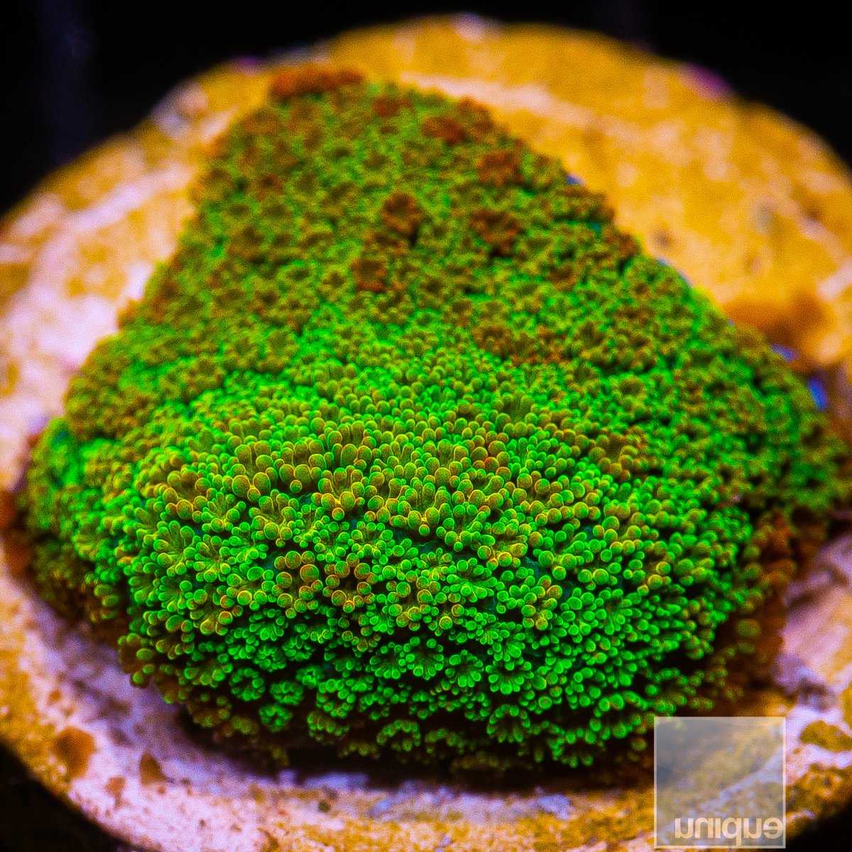 Rainbow Montipora 44 14.JPG