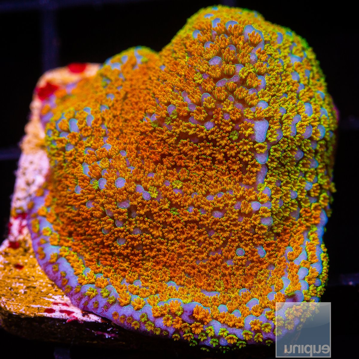 Rainbow Montipora 44 15.JPG