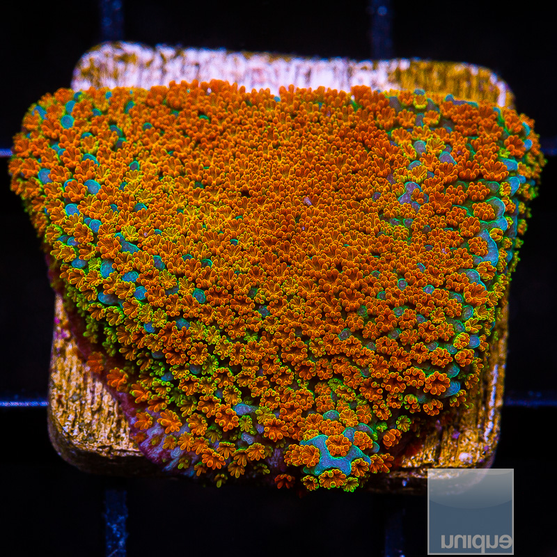 Rainbow Montipora 44 20.JPG