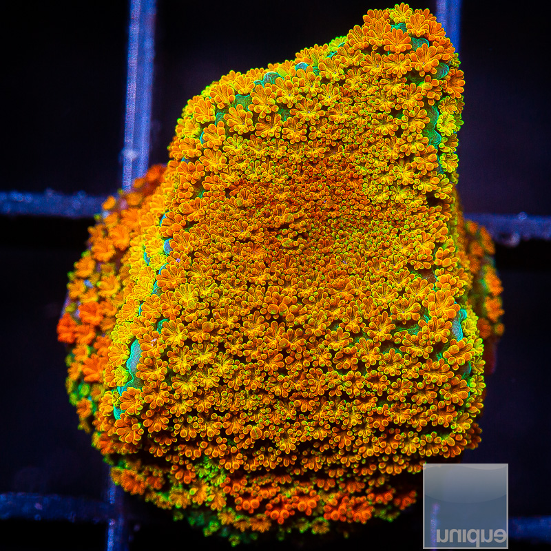 Rainbow Montipora 44 20.JPG