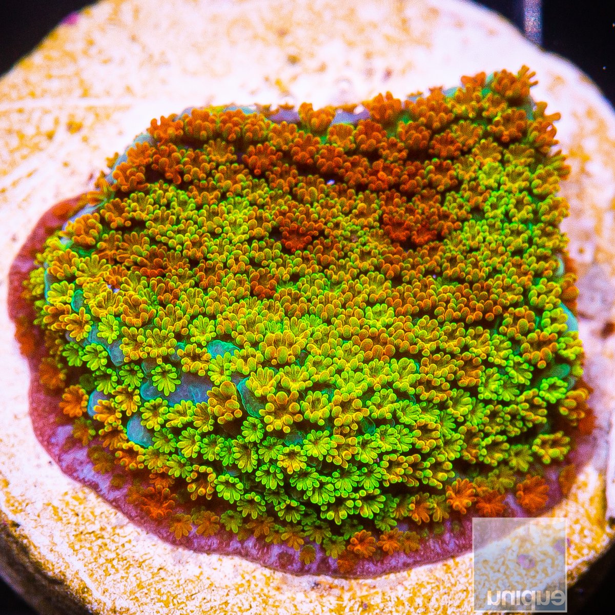 Rainbow Montipora 44 20.JPG