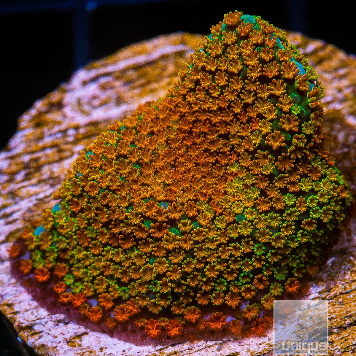 Rainbow Montipora 44 21.JPG