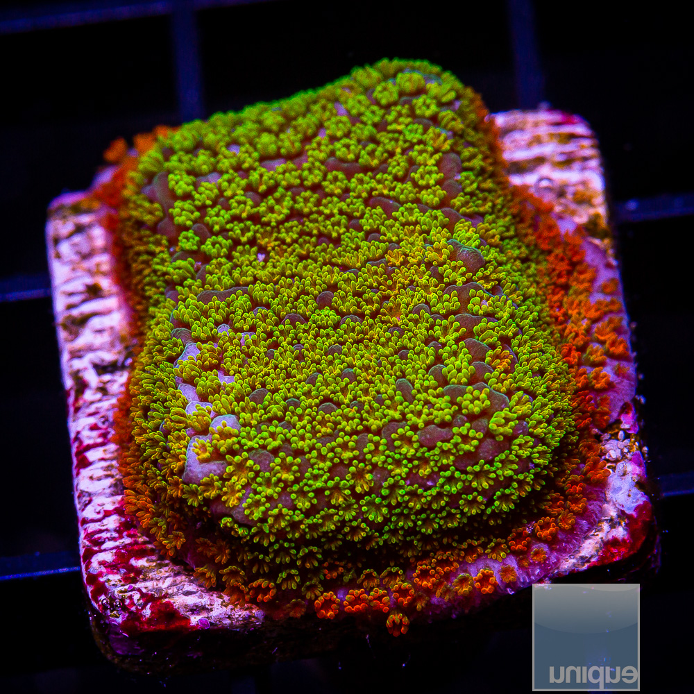 Rainbow Montipora 44 21.JPG