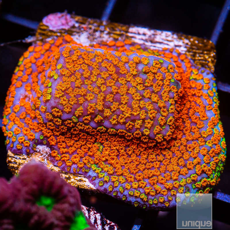 Rainbow Montipora 44 26.JPG