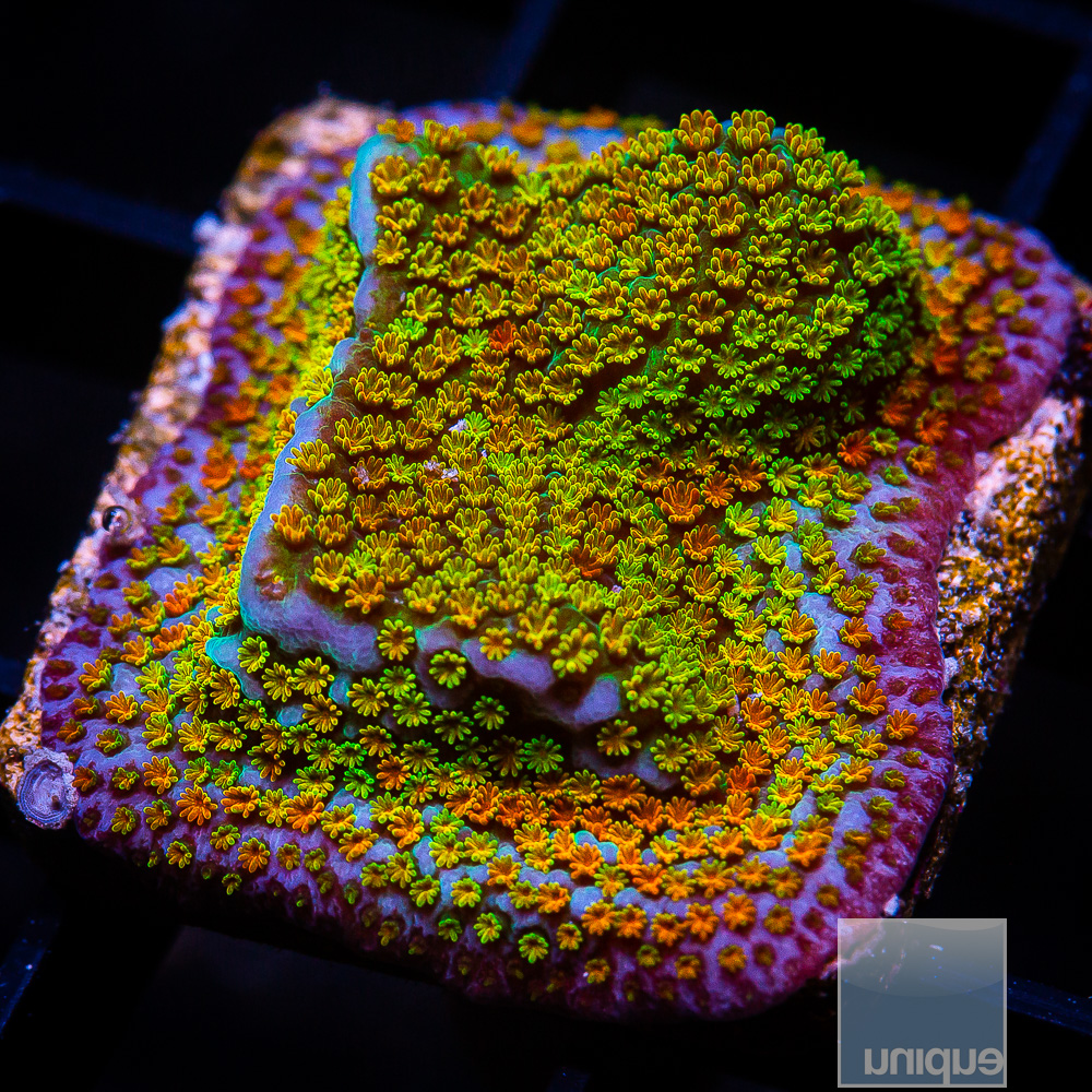 Rainbow Montipora 44 26.JPG