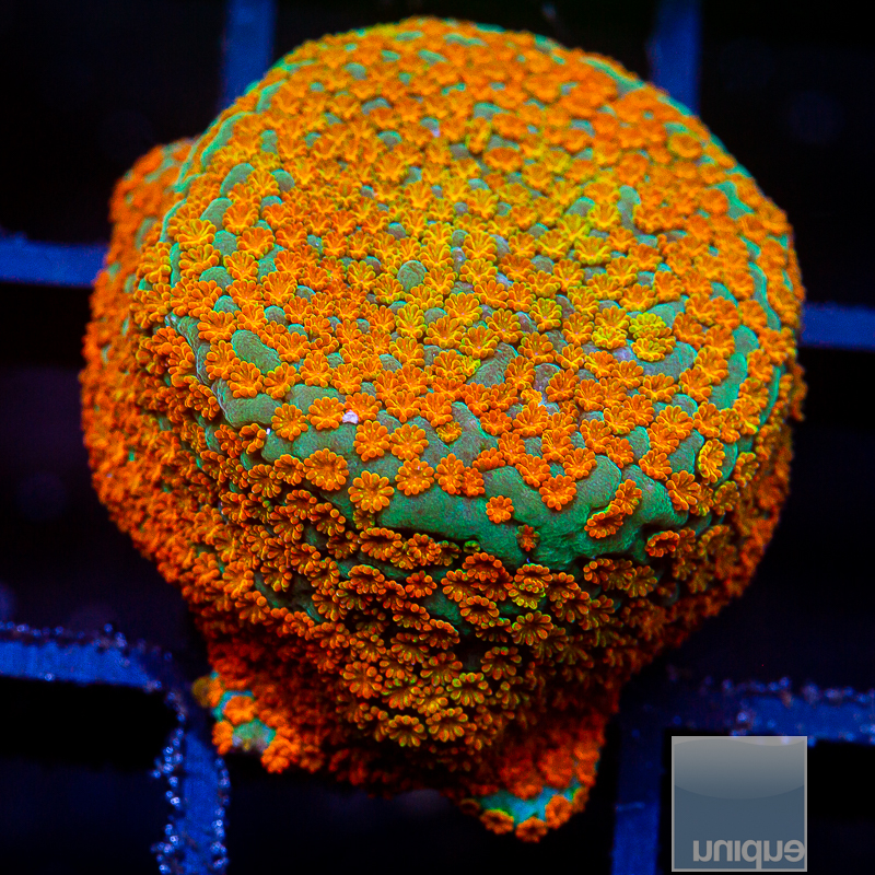 Rainbow Montipora 44 28.JPG