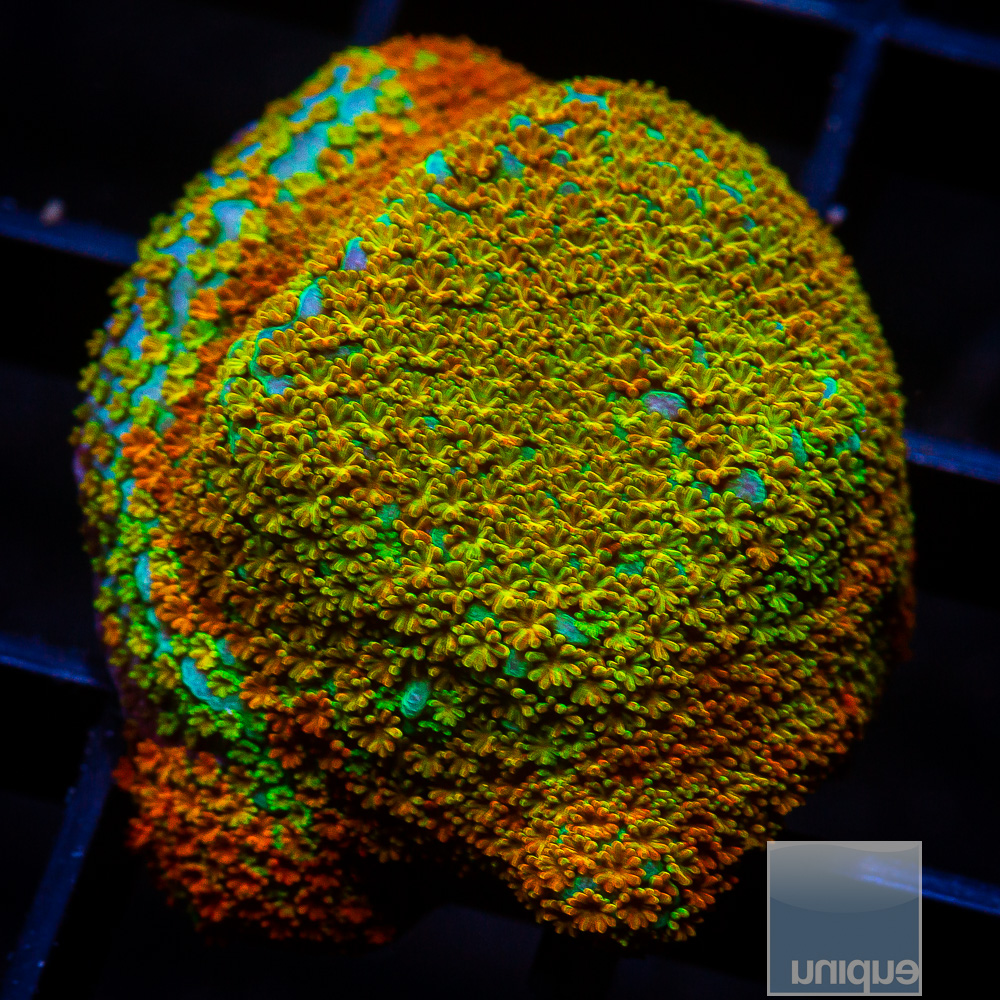 Rainbow Montipora 44 28.JPG