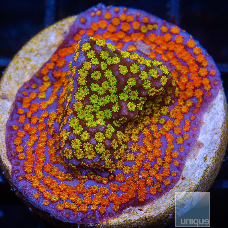 Rainbow Montipora 49 20.JPG