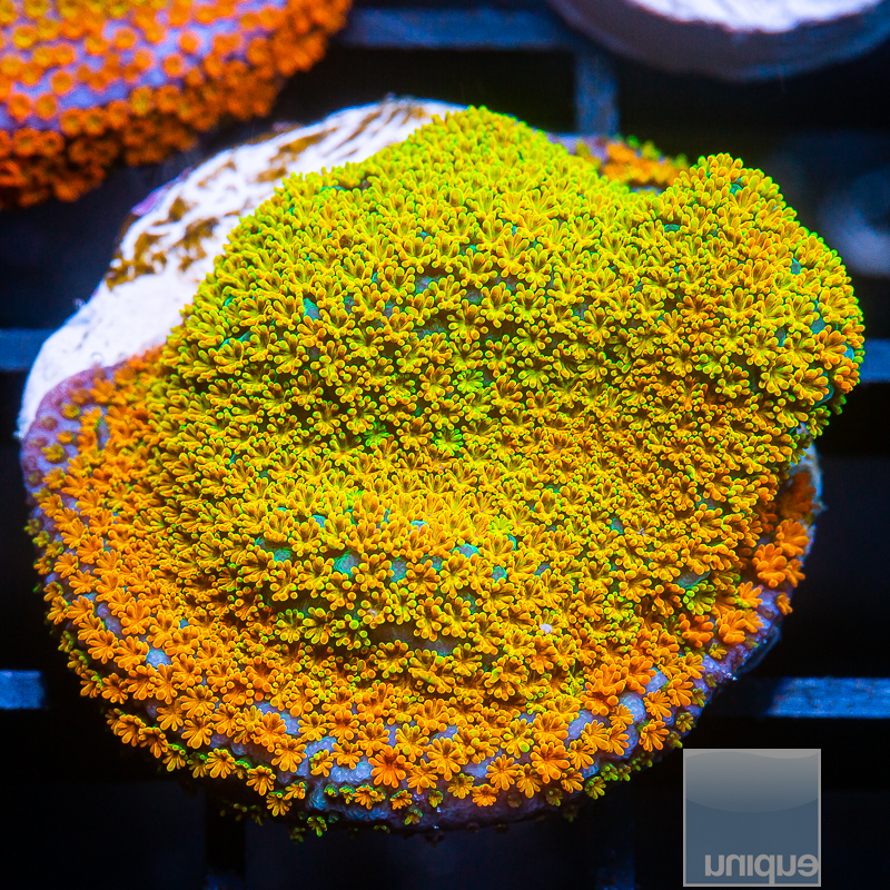 Rainbow Montipora 49 22-2.JPG