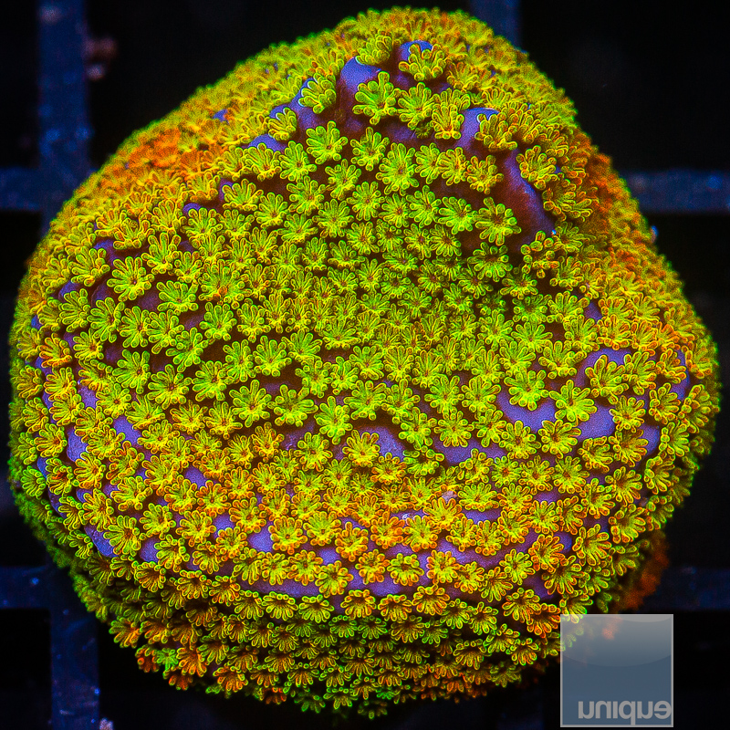 Rainbow Montipora 49 22.JPG