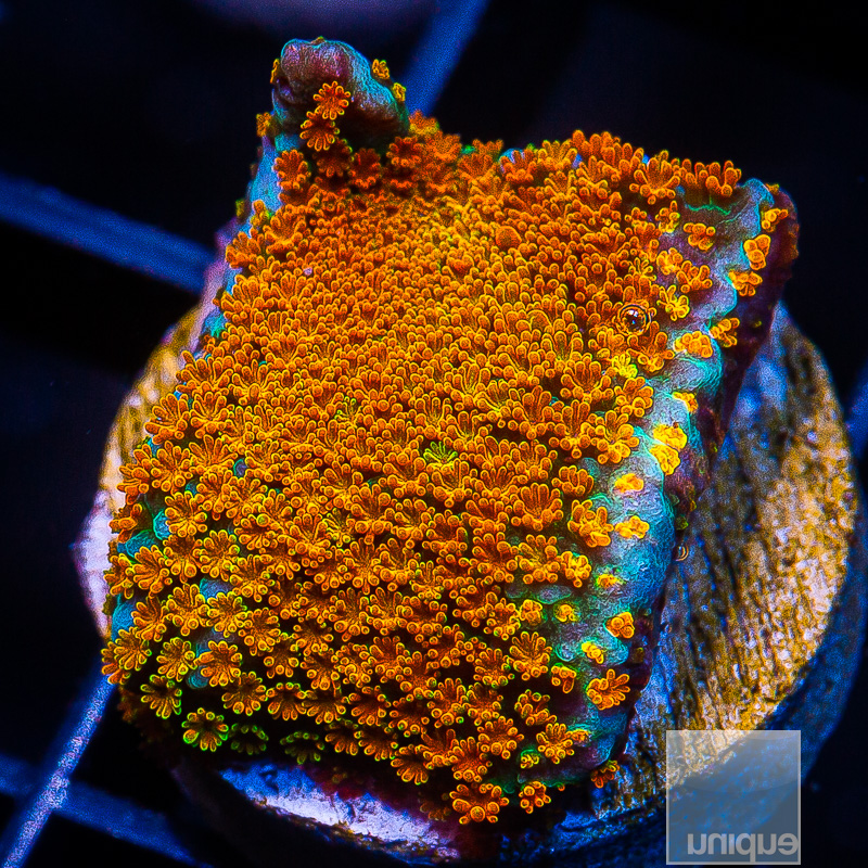 Rainbow Montipora 49 26 (1).JPG