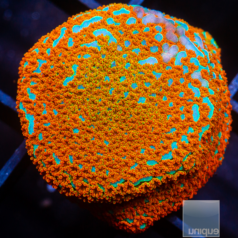 Rainbow Montipora 49 26.JPG