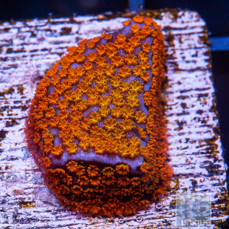 Rainbow Montipora 49 26.JPG