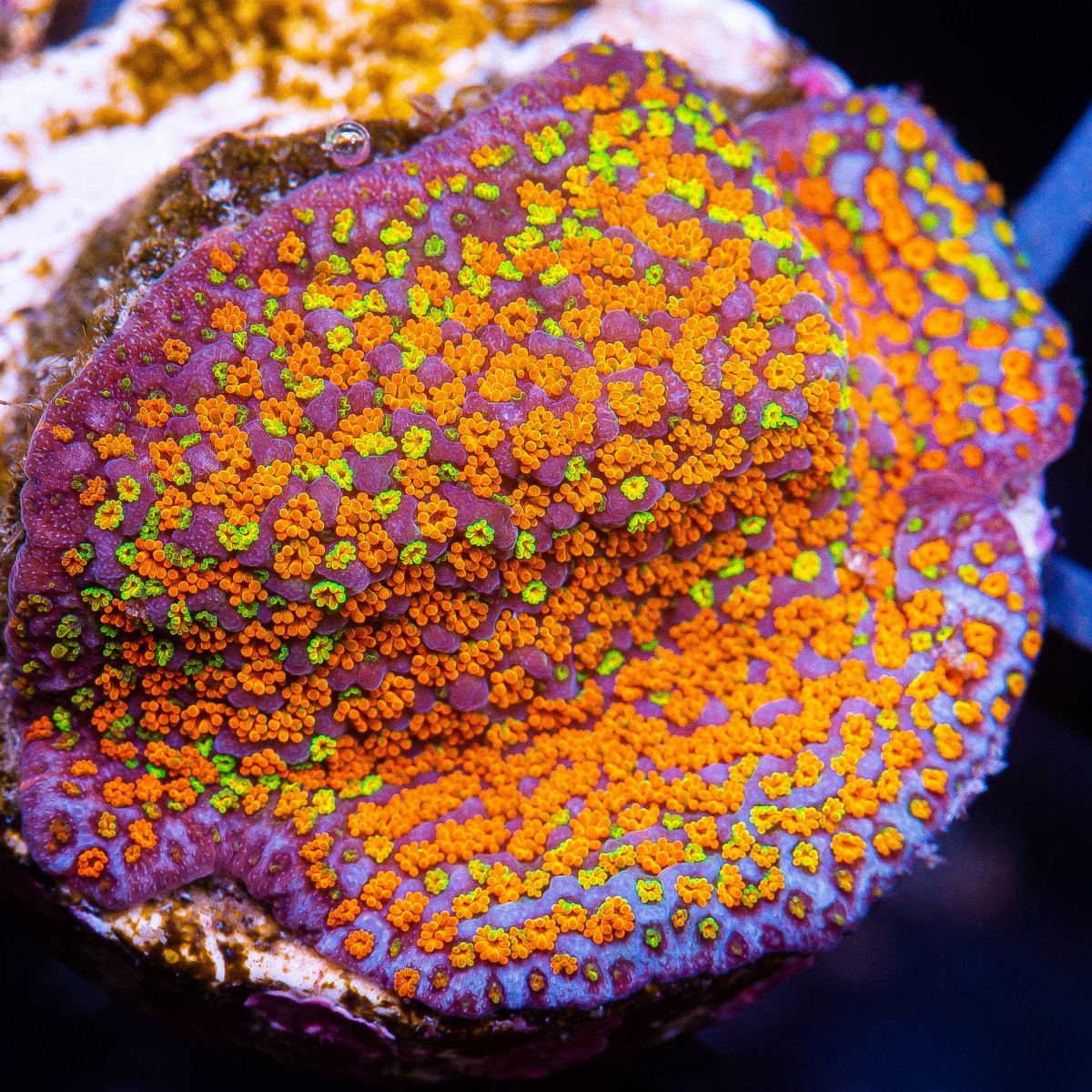 Rainbow Montipora 49 26.JPG