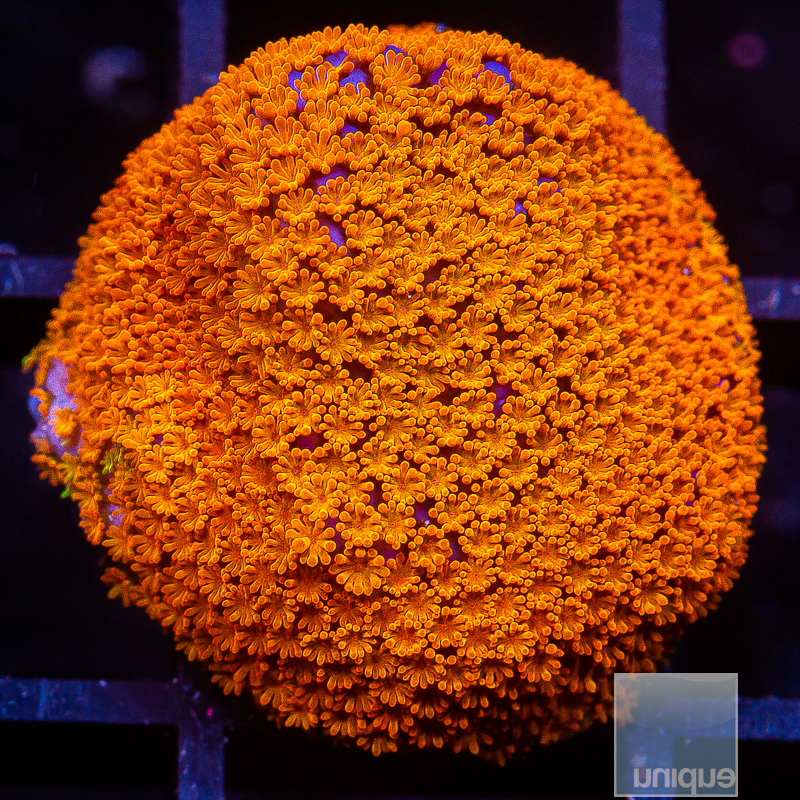 Rainbow Montipora 49 28.JPG