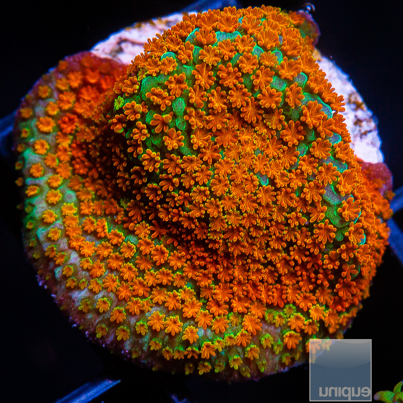 Rainbow Montipora 49 28.JPG