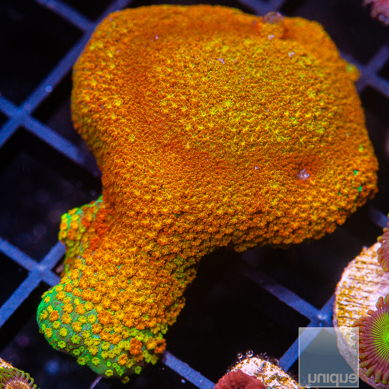 Rainbow Montipora 59 20.JPG