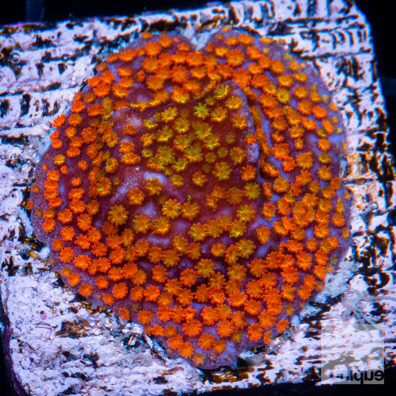 Rainbow Montipora 59 40.jpg