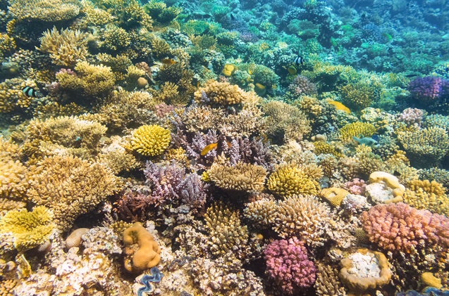 Rainbow-of-Hard-Coral.jpg