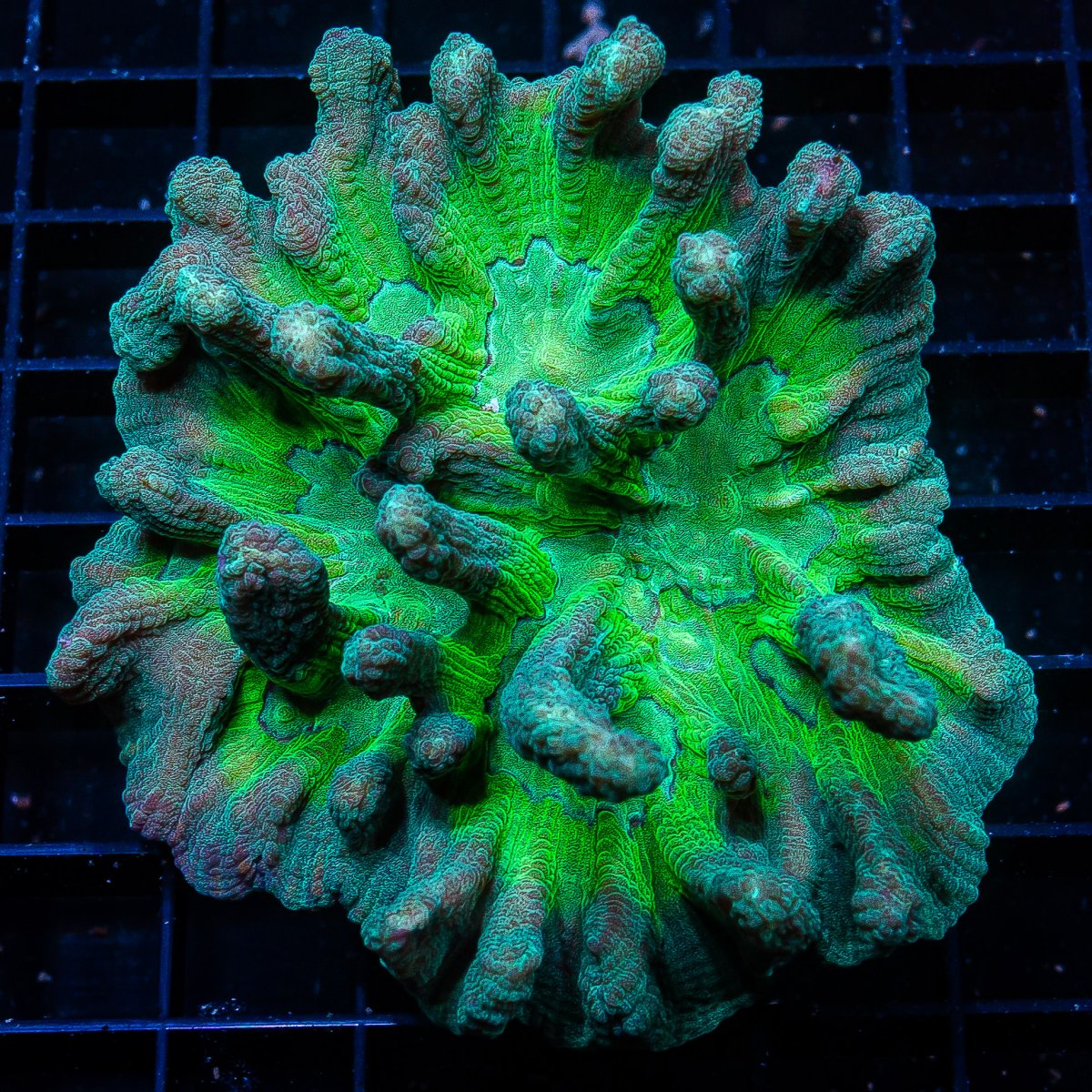 Rainbow Pectinia Colony 599 220.JPG