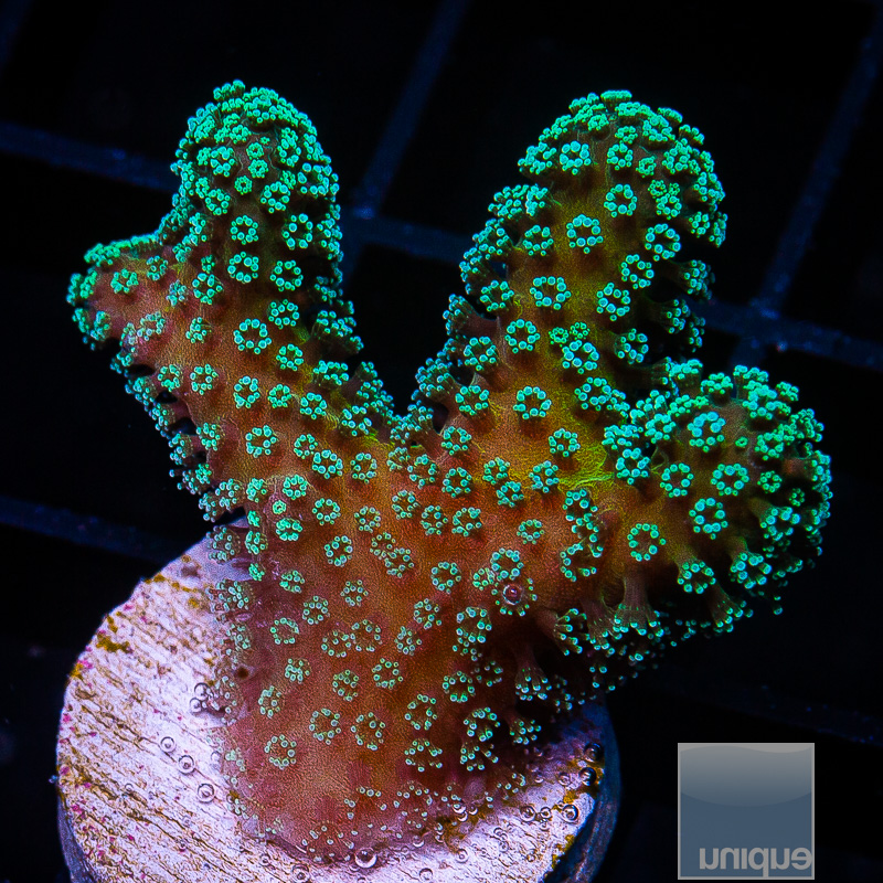 Rainbow Pocillopora 49 10.JPG