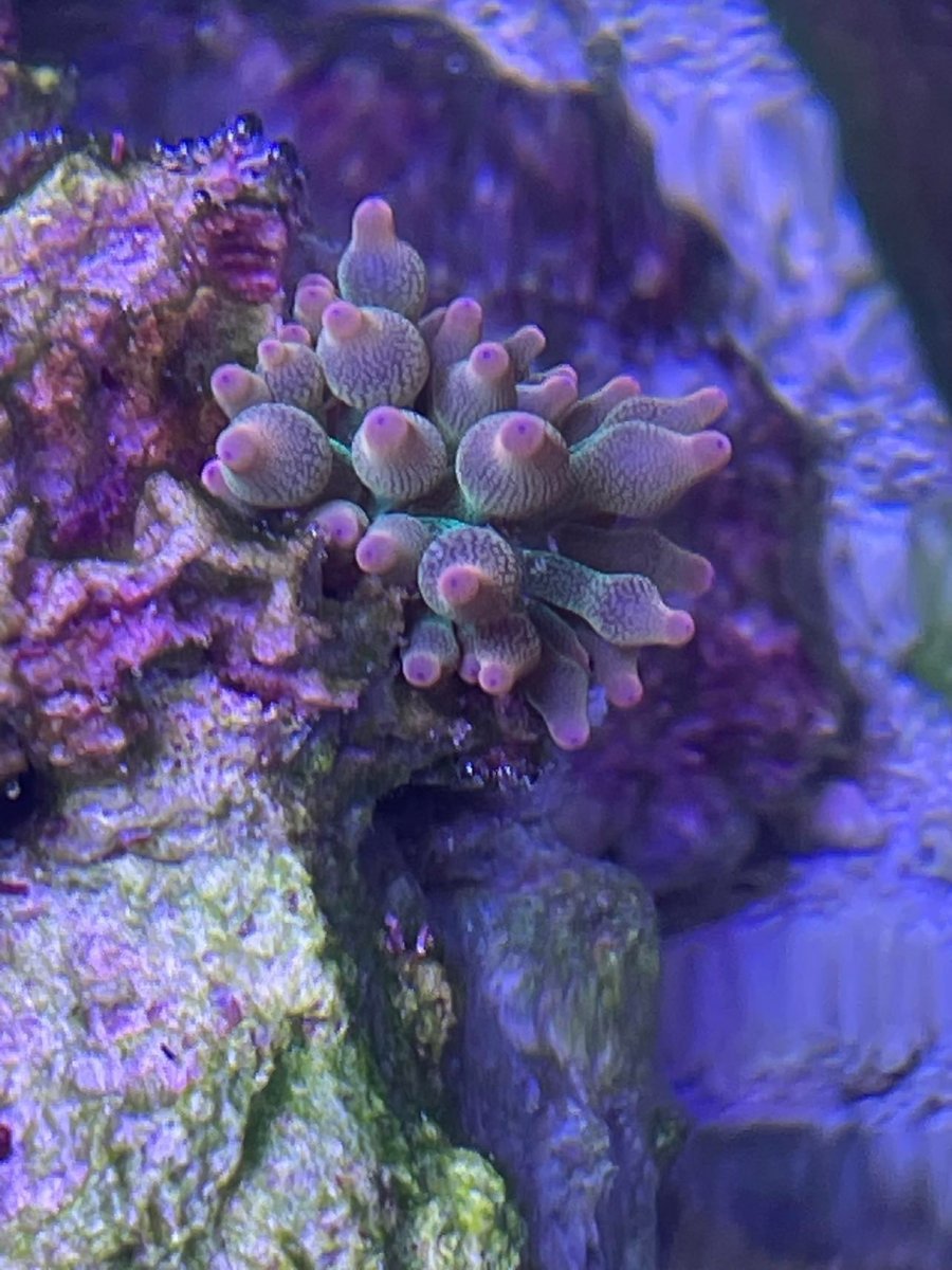 Rainbow Rose Bubble Tip Anemone.jpg