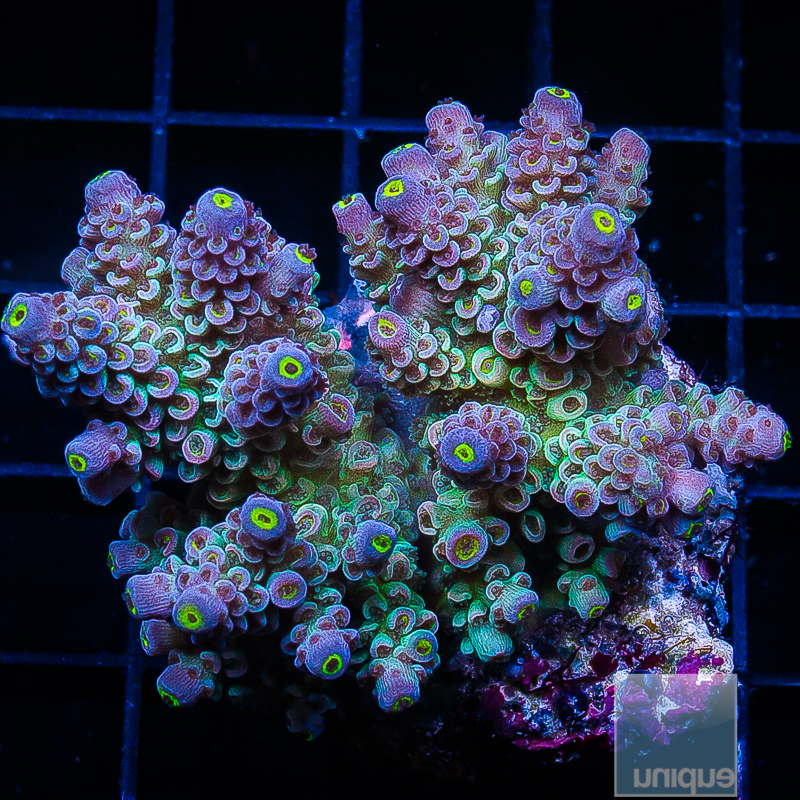 Rainbow Tenuis Colony 299 188.JPG