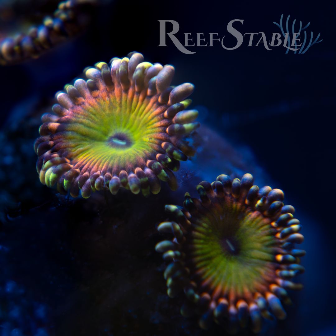 rainbow-troll-zoa-0923.jpg