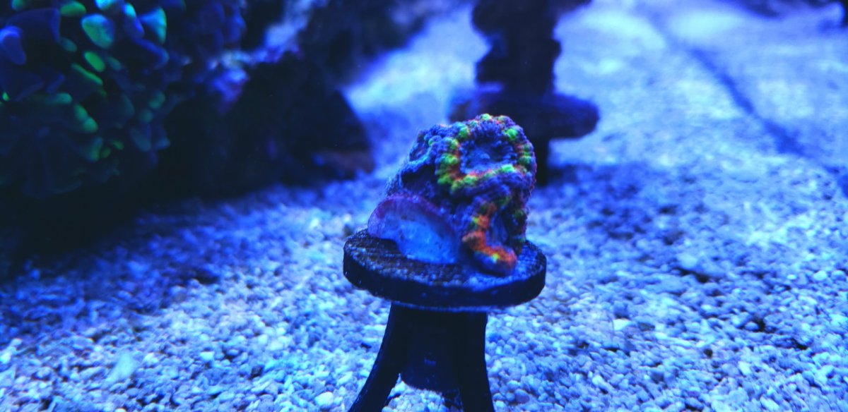 Rainbow_Acan.jpg