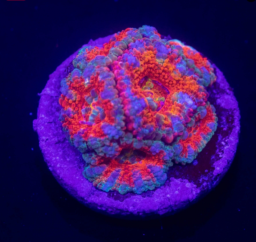 Rainbowacan.PNG