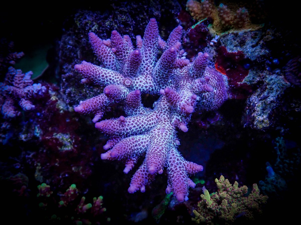 Raising Reefs Blue Flame (1 of 1)-2.jpg