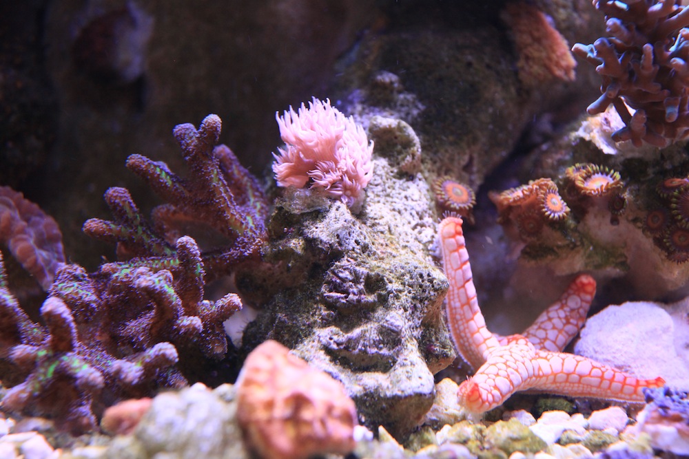 rare aquacultured gonipora matt geldof 120 gallon reef aquarium.jpg