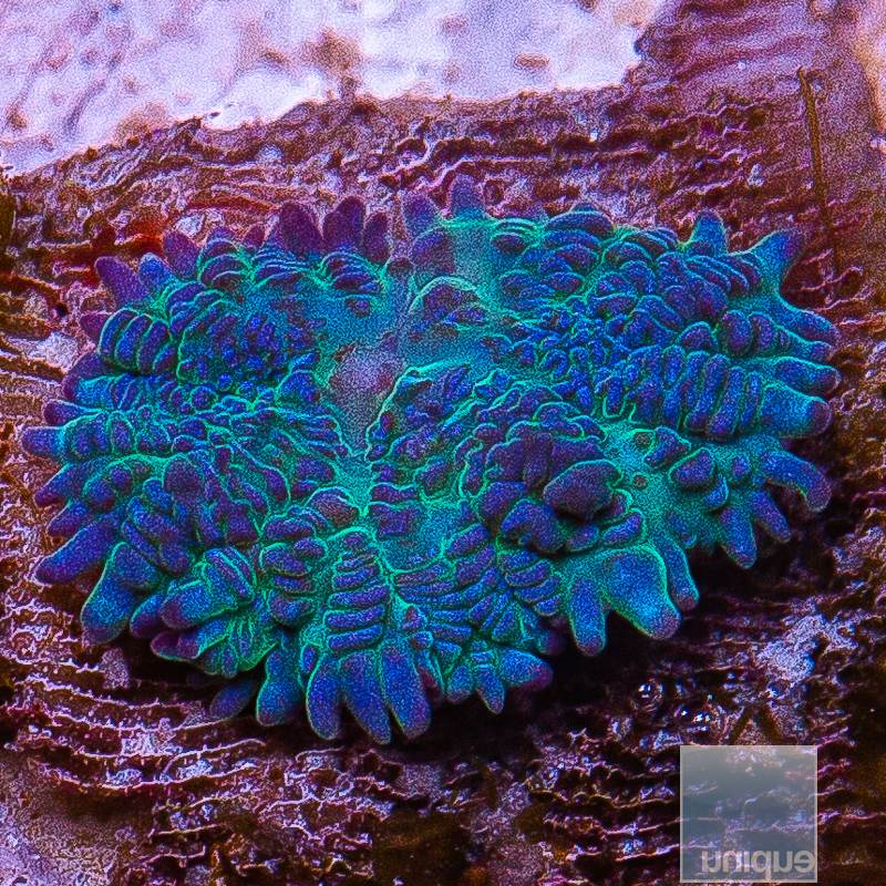 Rare Blue Rhodactis 69 26.JPG