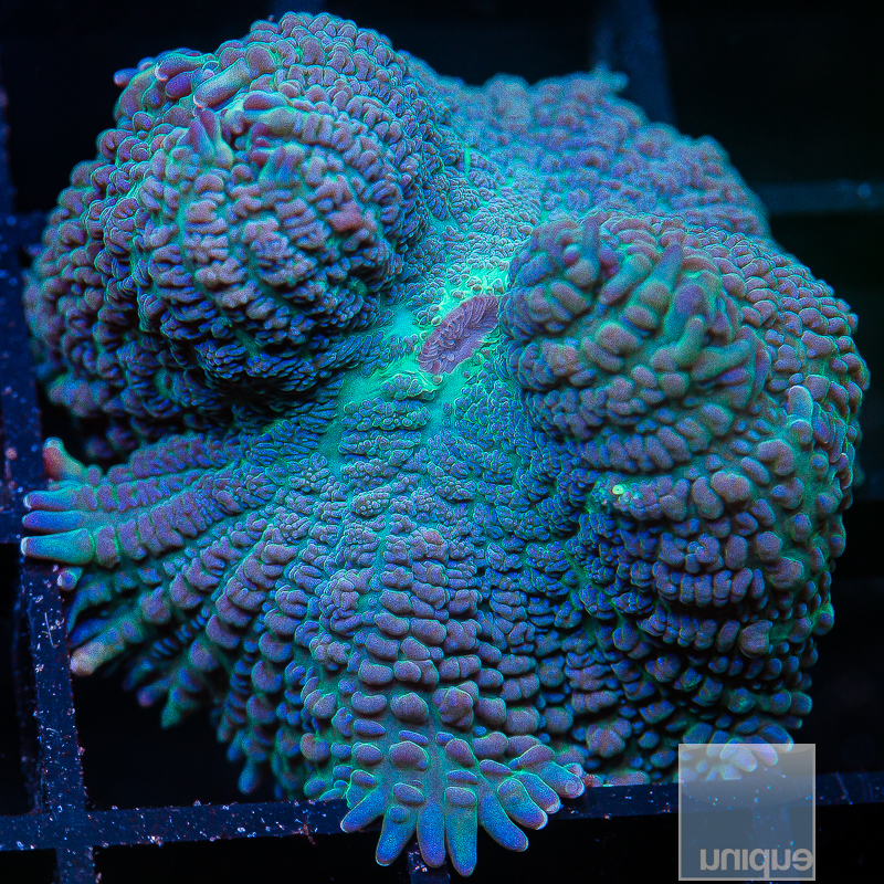 Rare Blue Rhodactis 89 25.JPG