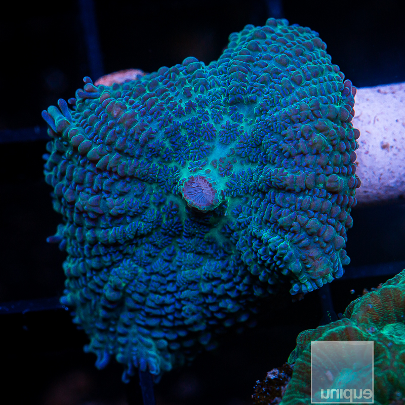 Rare Blue Rhodactis 89 50.JPG