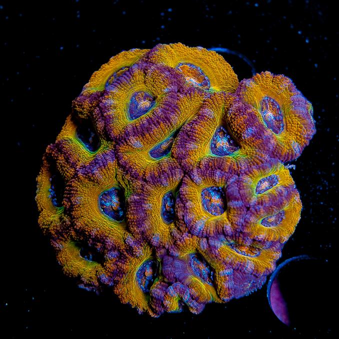 Rarities-acan-2.jpg