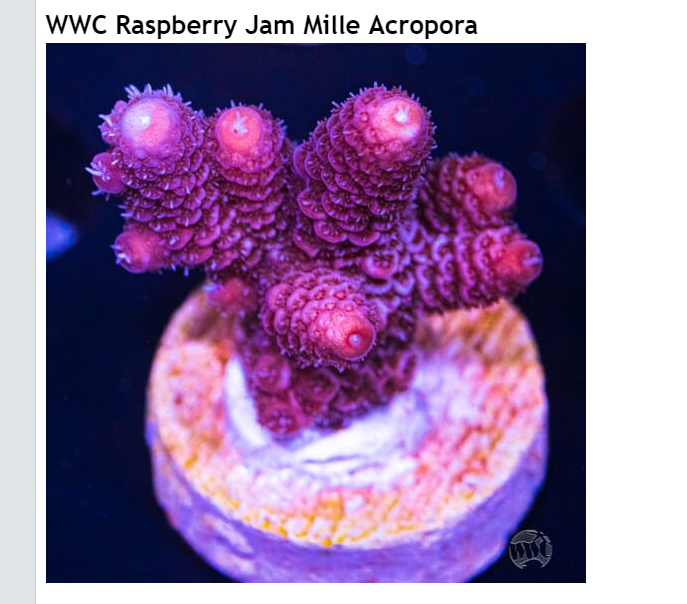 rasp berry Jam Milliepora.PNG