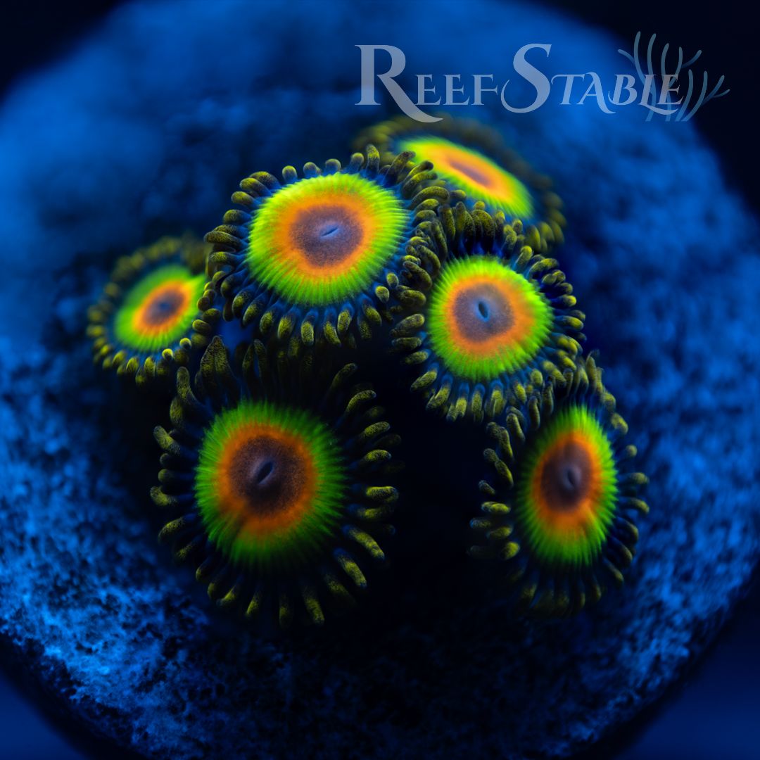 rasta-zoa.jpg