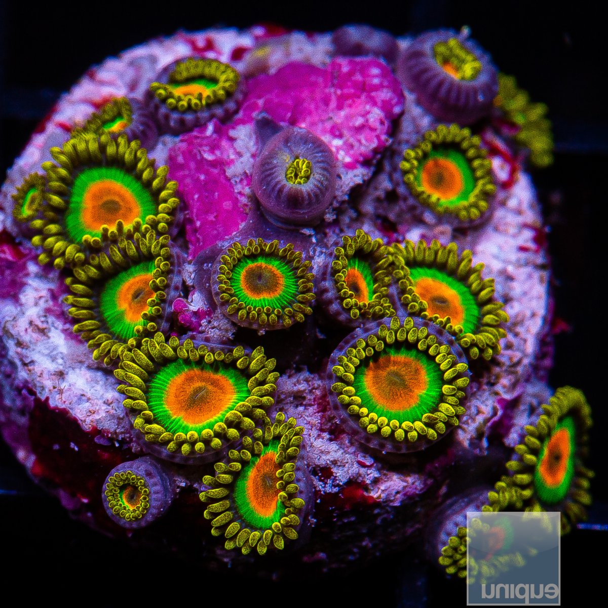 Rasta Zoanthid 129 72.JPG