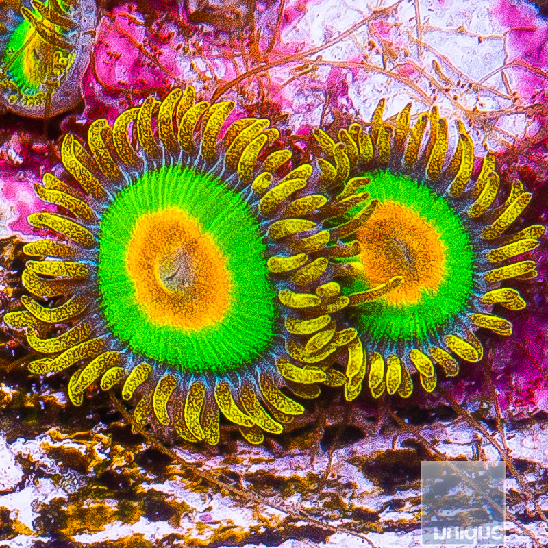 Rasta Zoanthid 34 10.JPG